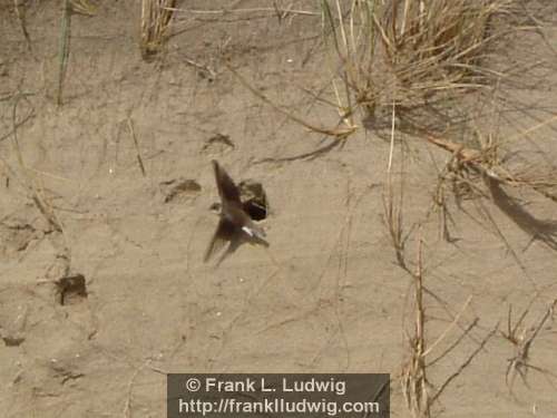 Swallow Nesting in the Dunes
